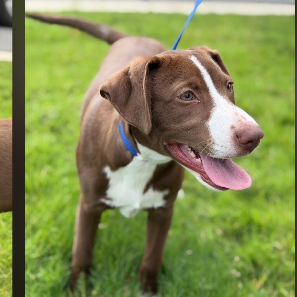 Reese, a ADOPTABLE mixed breed in Raeford, NC image 2/4