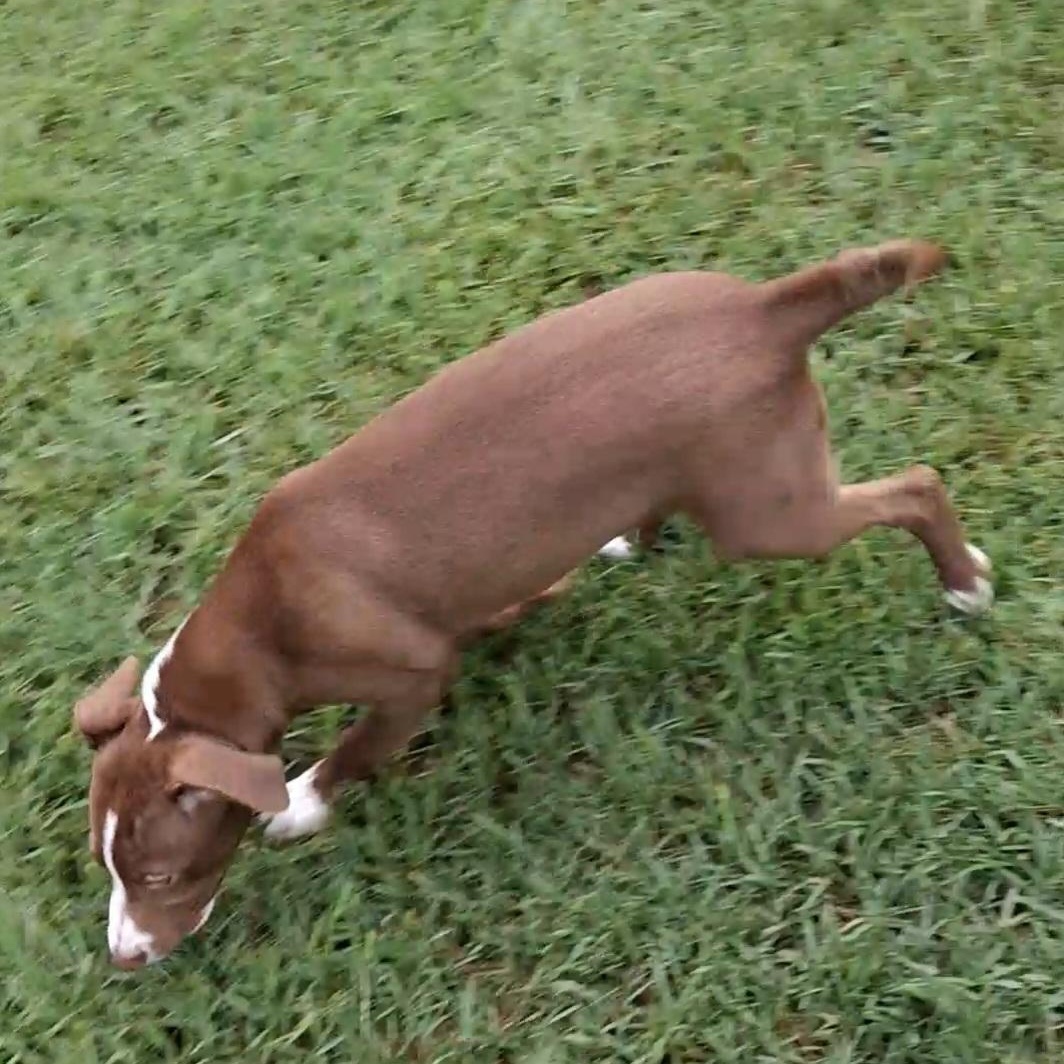 Reese, a ADOPTABLE mixed breed in Raeford, NC image 4/4