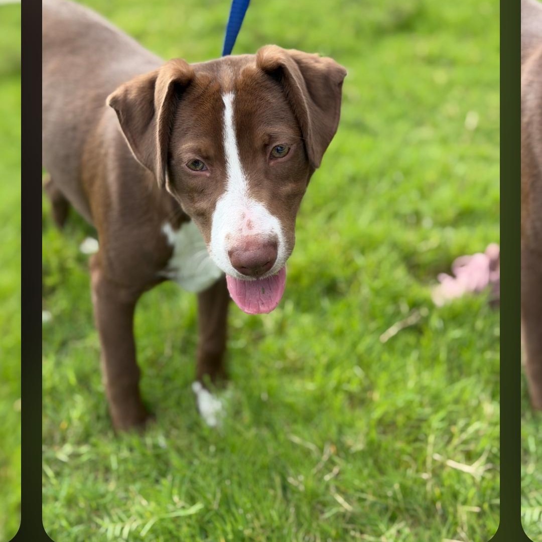 Reese, a ADOPTABLE mixed breed in Raeford, NC image 3/4