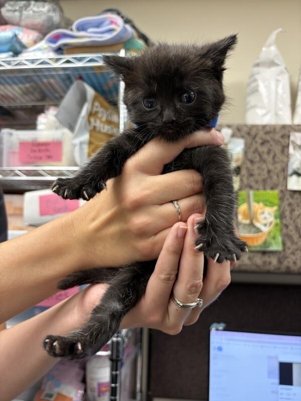 Nikon, Adoptable, Kitten Male Domestic Short Hair.