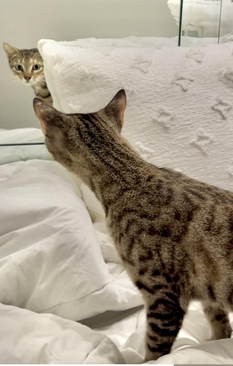 Tilly Wiggle Whiskers