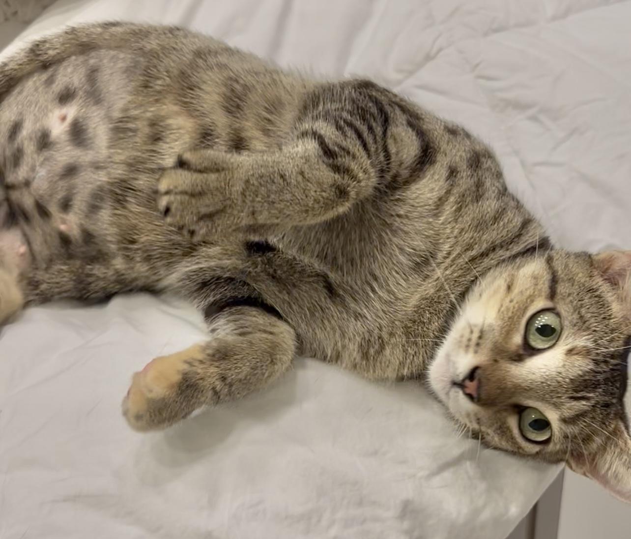 Tilly Wiggle Whiskers