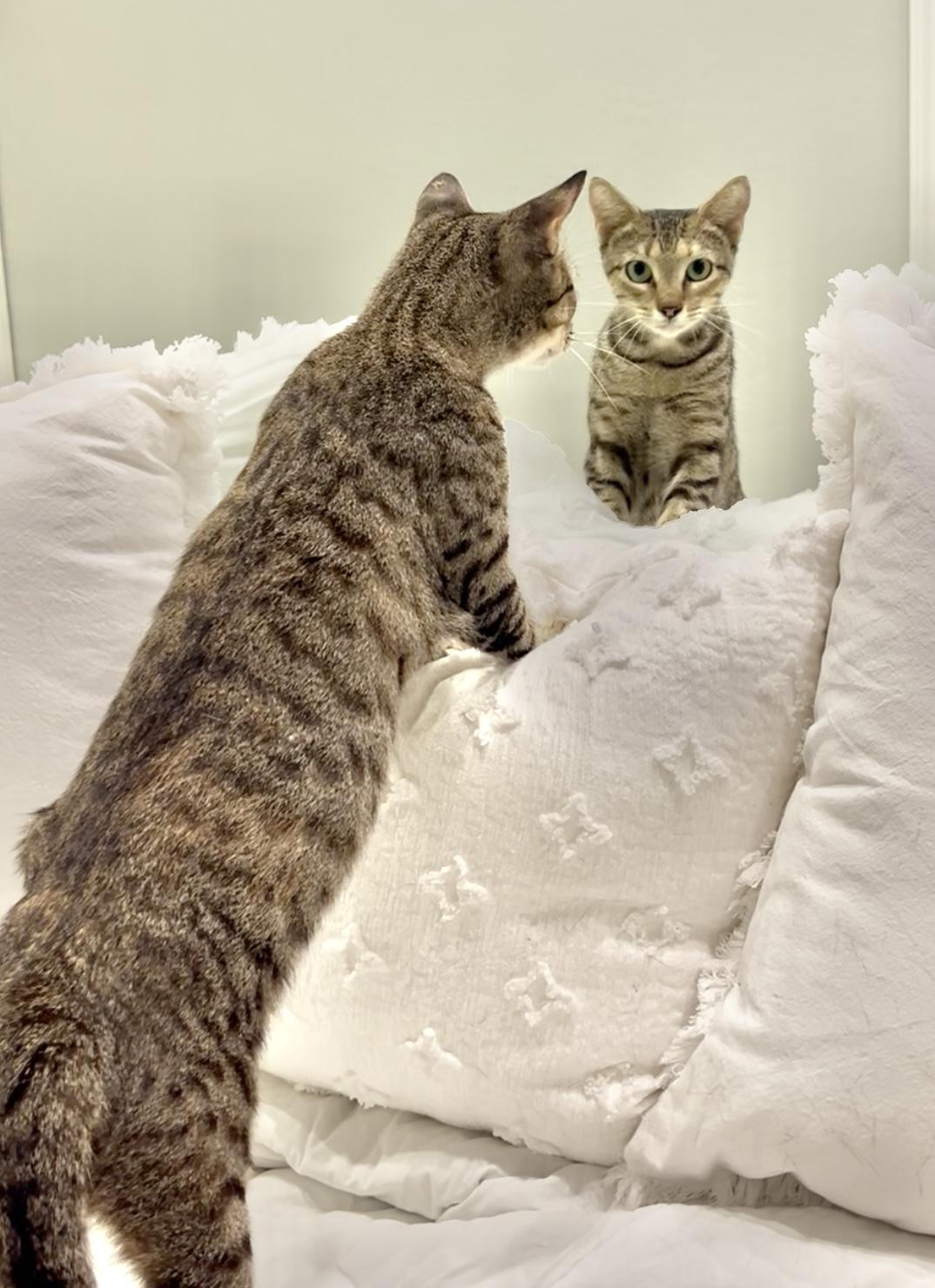 Tilly Wiggle Whiskers