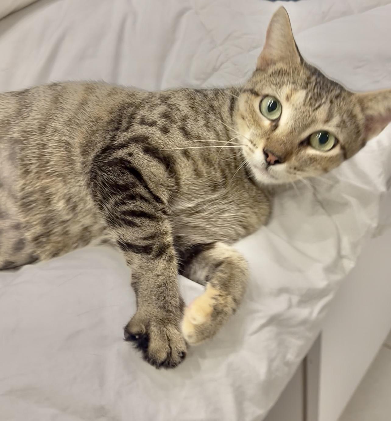 Tilly Wiggle Whiskers