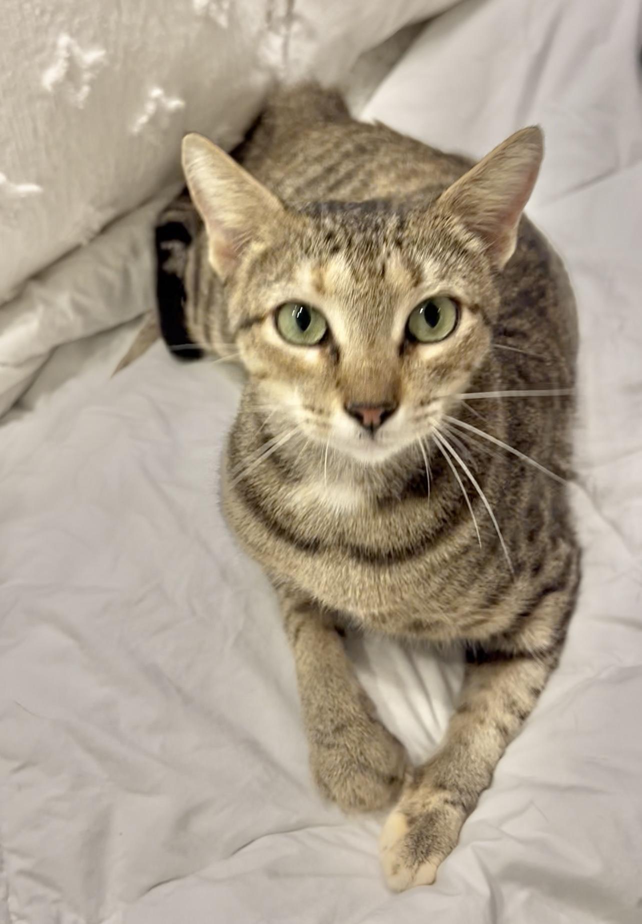 Tilly Wiggle Whiskers