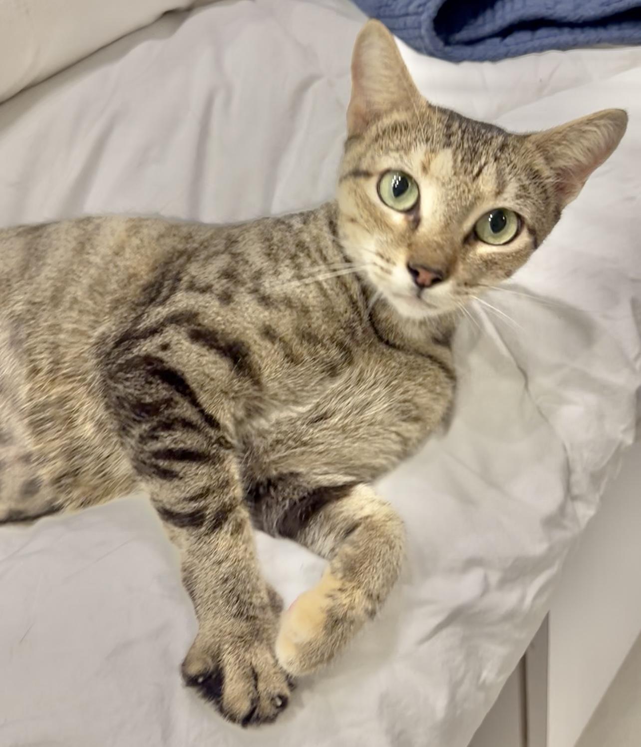 Tilly Wiggle Whiskers