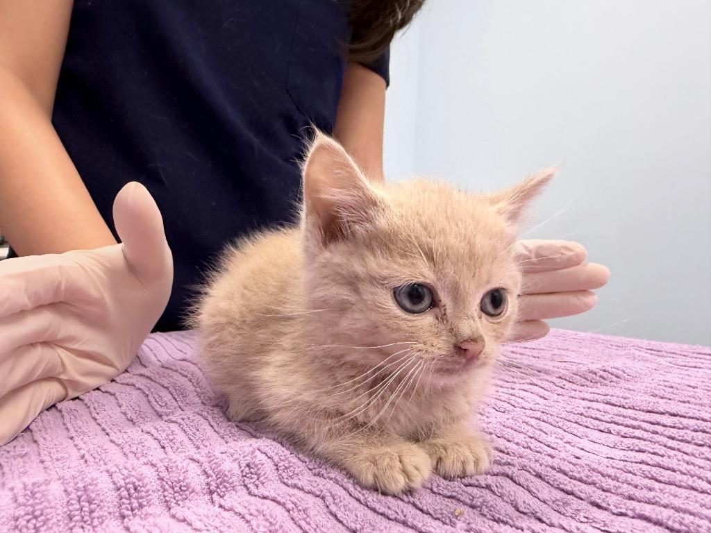 Sweet Potato Fry, Adoptable, Kitten Male Domestic Short Hair.