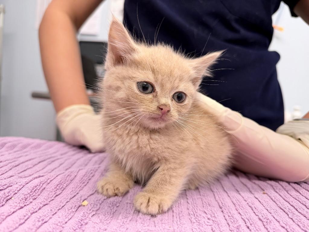 Sweet Potato Fry, a Adoptable mixed breed in Raleigh, NC image 2/3