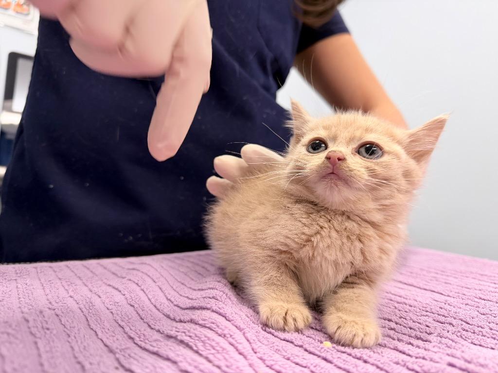 Sweet Potato Fry, a Adoptable mixed breed in Raleigh, NC image 3/3