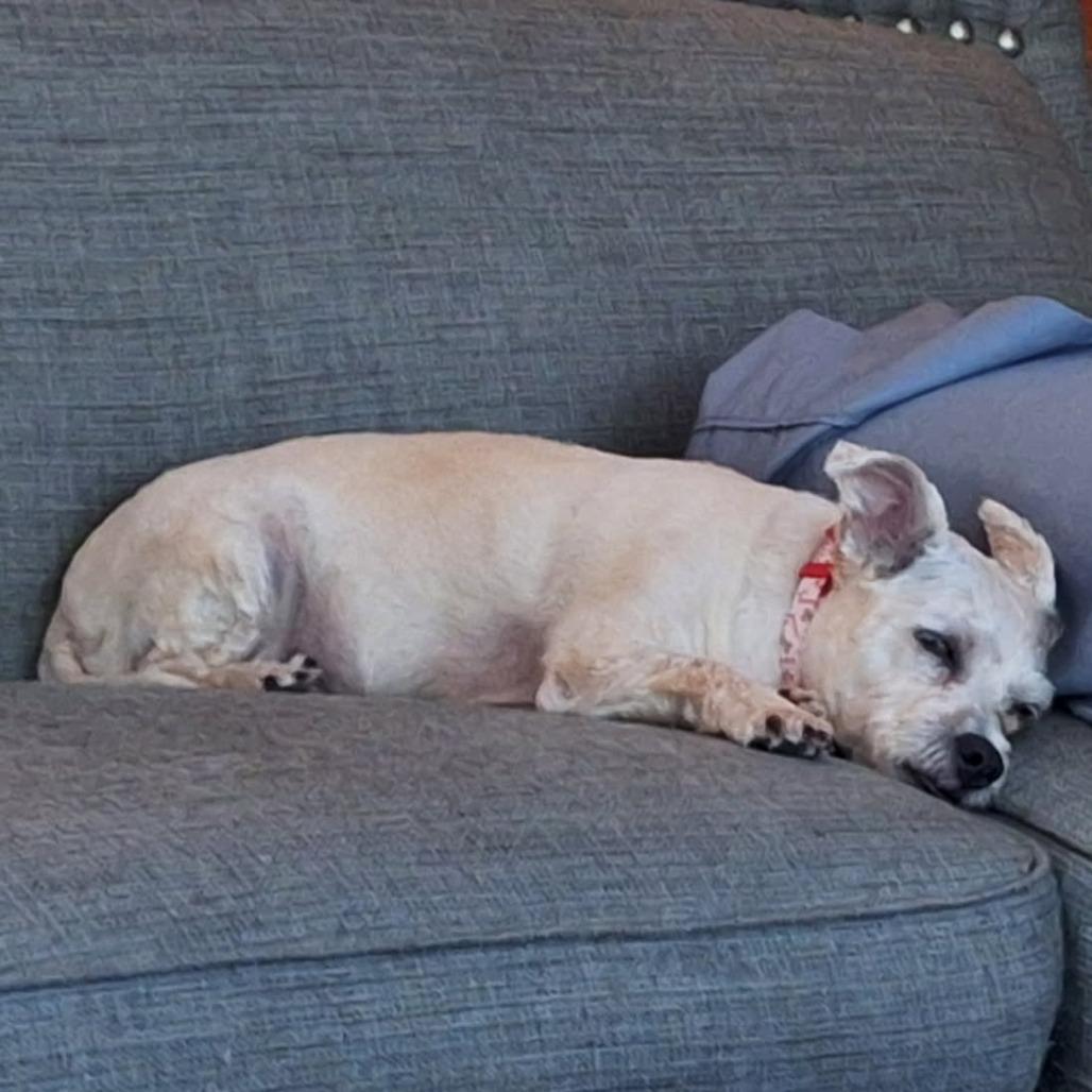 Enlarge Leilani, a Adoptable Terrier in Cashmere, WA image 1/5