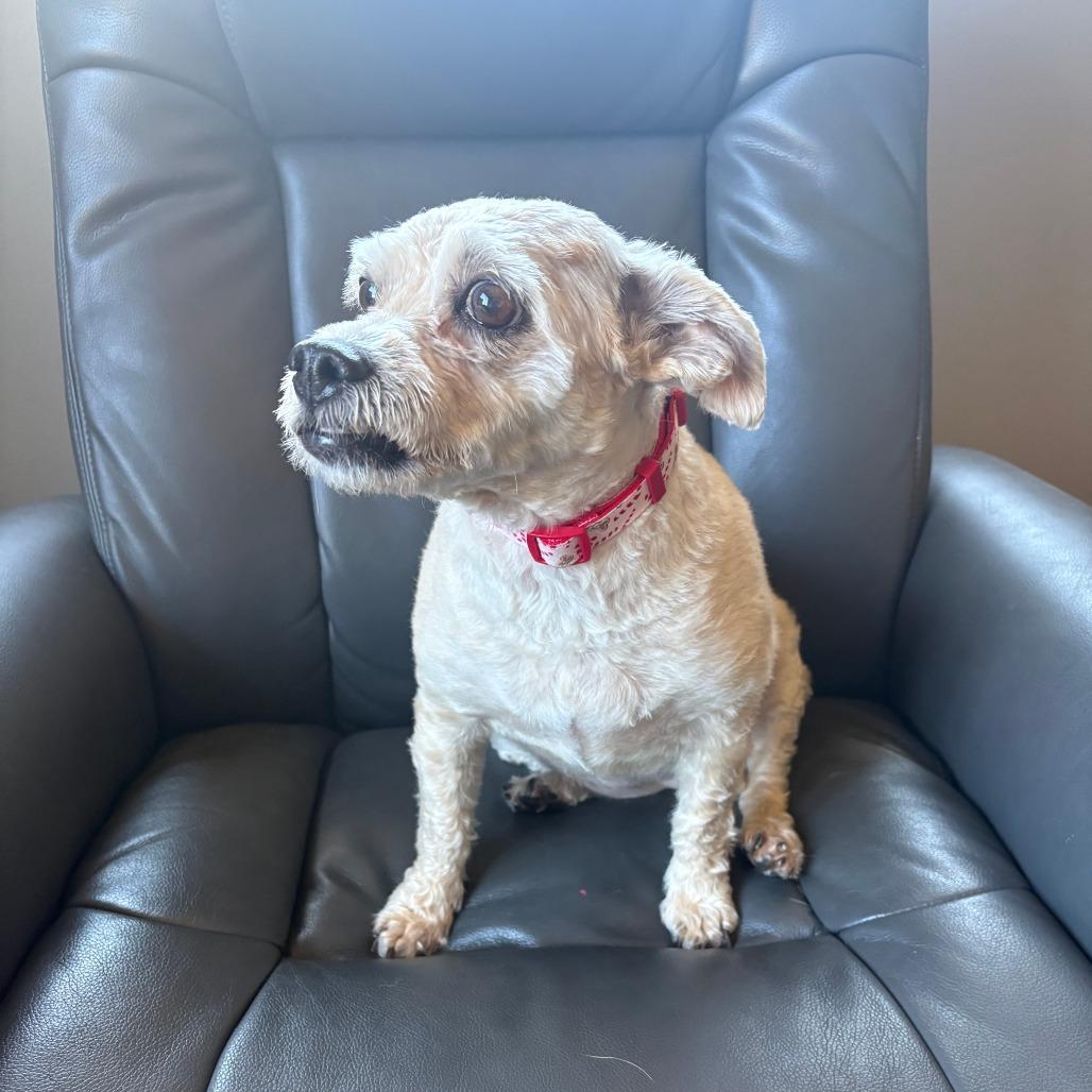Enlarge Leilani, a Adoptable Terrier in Cashmere, WA image 2/5