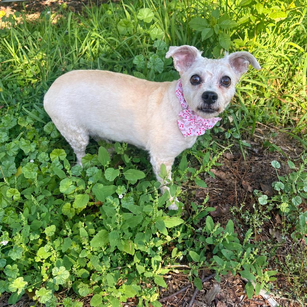 Enlarge Leilani, a Adoptable Terrier in Cashmere, WA image 3/5