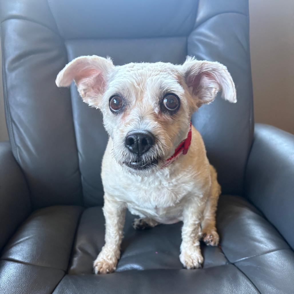 Enlarge Leilani, a Adoptable Terrier in Cashmere, WA image 4/5