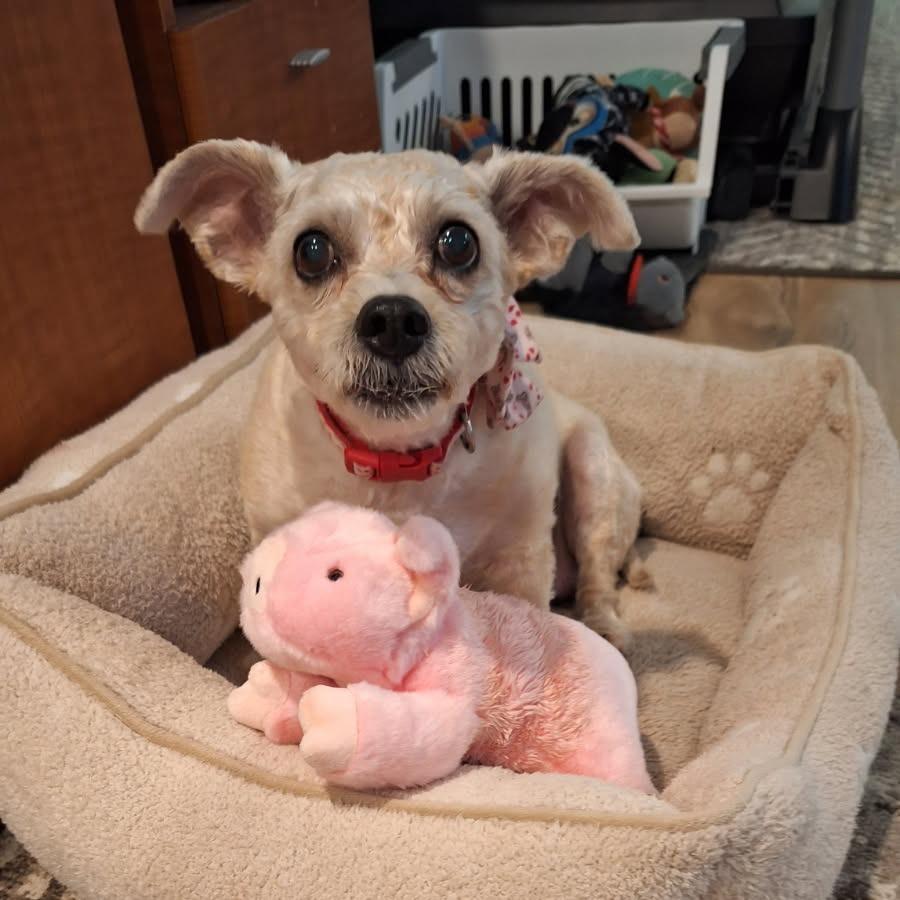 Enlarge Leilani, a Adoptable Terrier in Cashmere, WA image 5/5