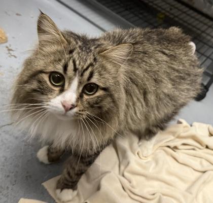 Enlarge Honeydew, a ADOPTABLE Domestic Long Hair in Meadow Lake, SK image 1/4
