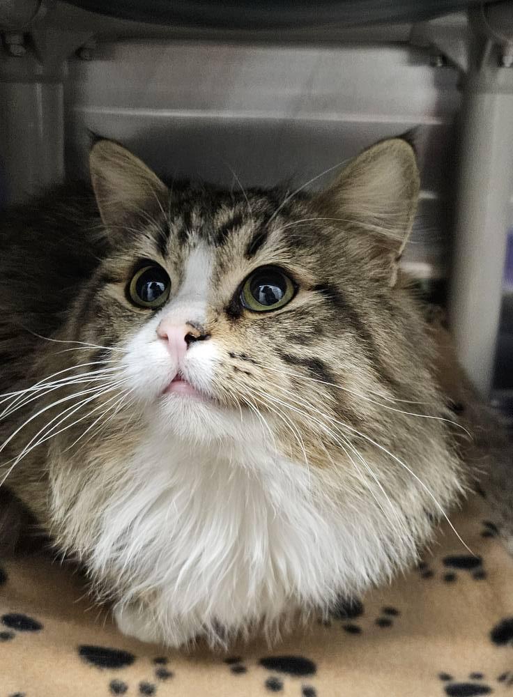 Enlarge Honeydew, a ADOPTABLE Domestic Long Hair in Meadow Lake, SK image 2/4