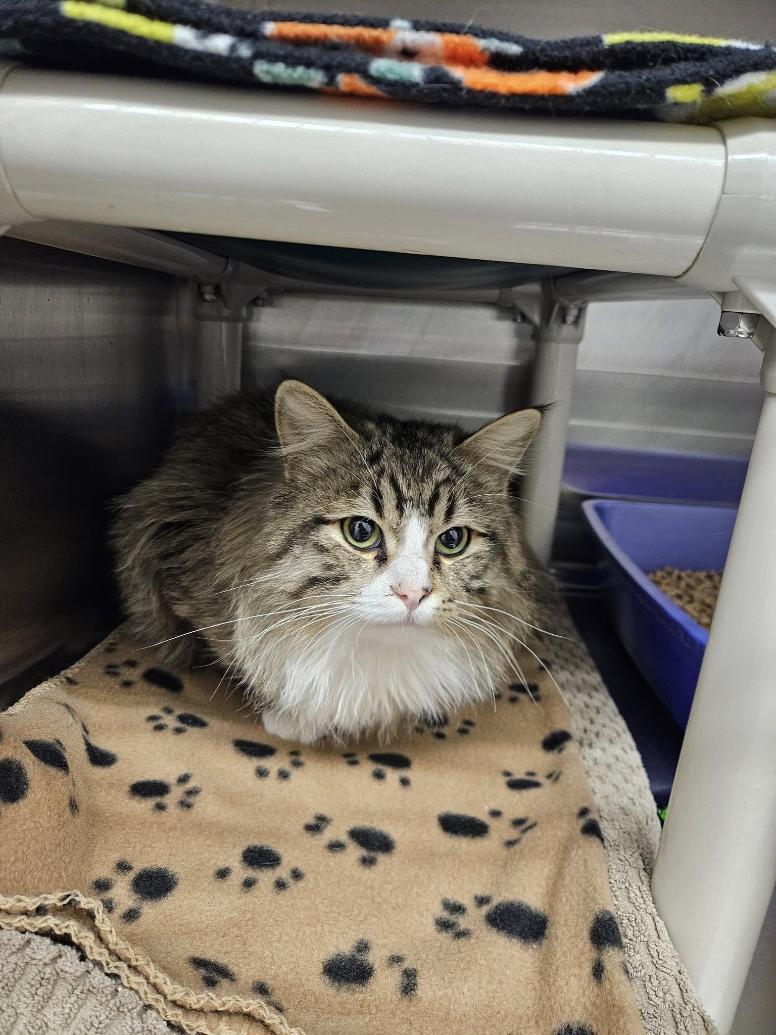 Enlarge Honeydew, a ADOPTABLE Domestic Long Hair in Meadow Lake, SK image 4/4