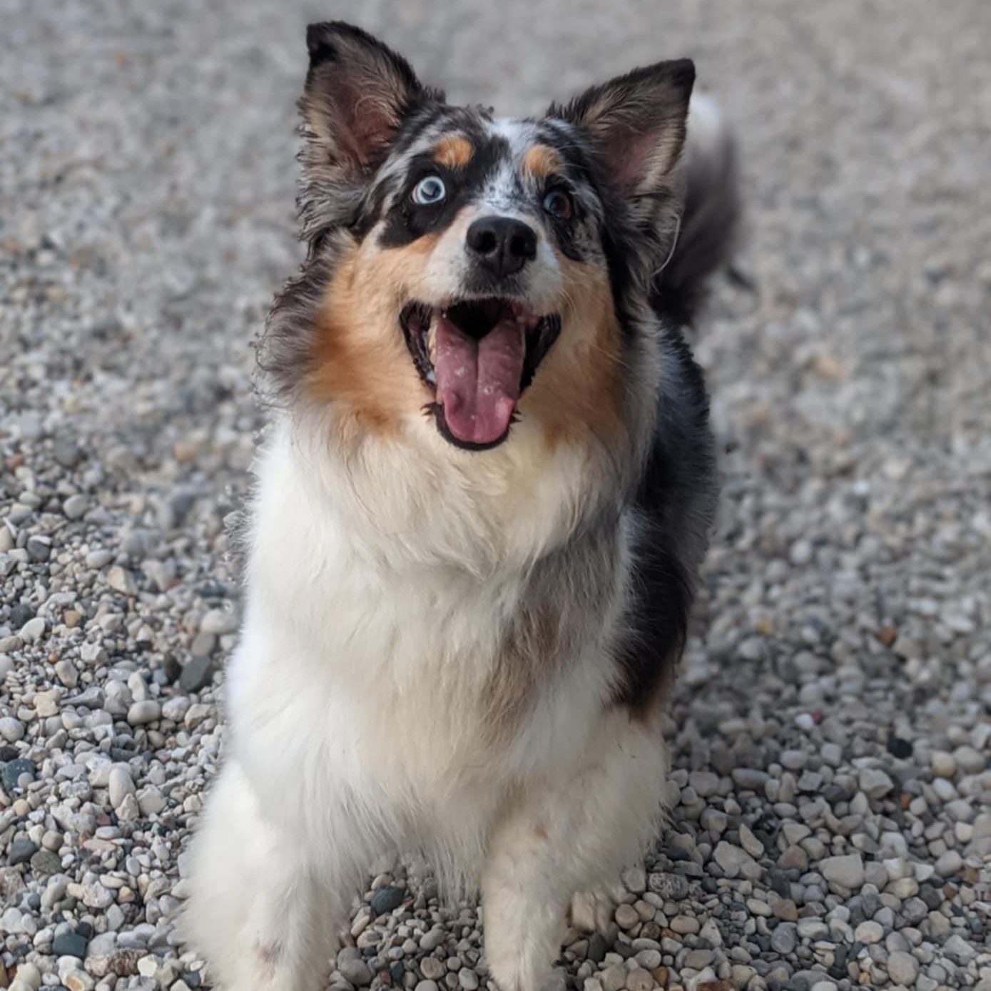 Bailey