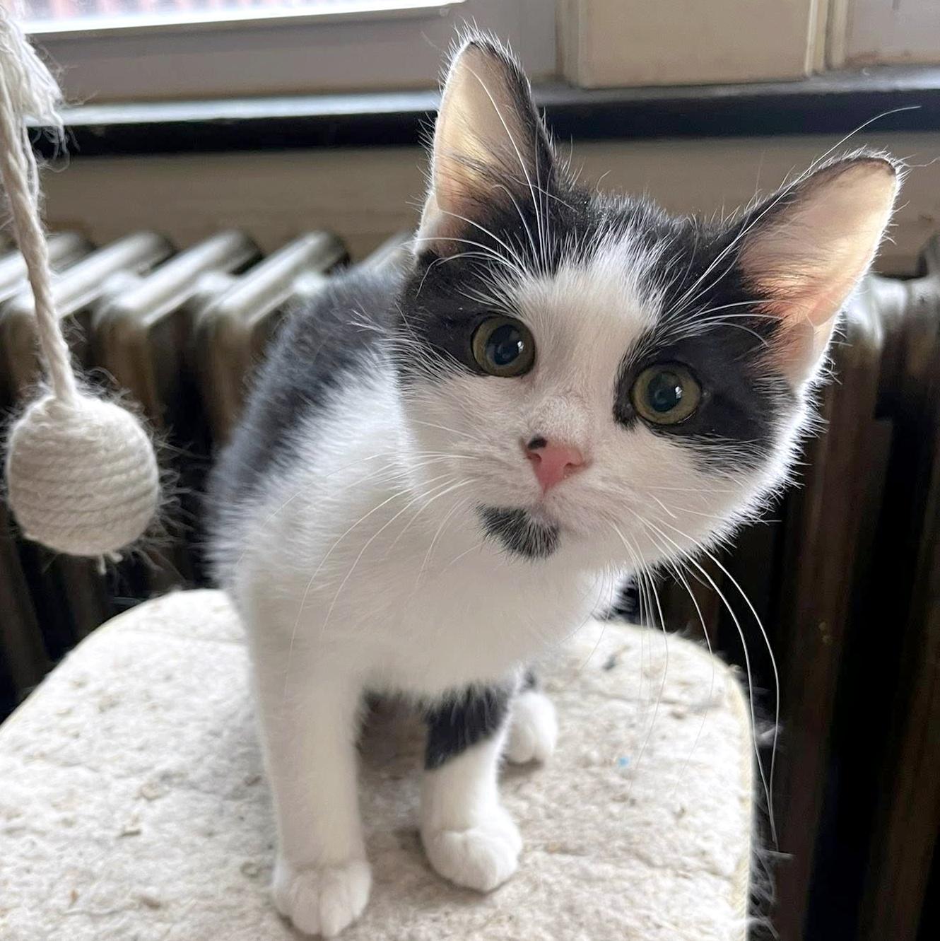 Mattie, ADOPTABLE, Kitten Female Domestic Short Hair.