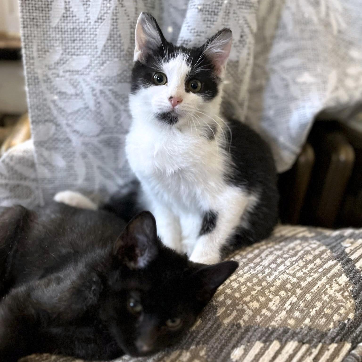 Enlarge Mattie, a ADOPTABLE Domestic Short Hair in Pittsburgh, PA image 4/6