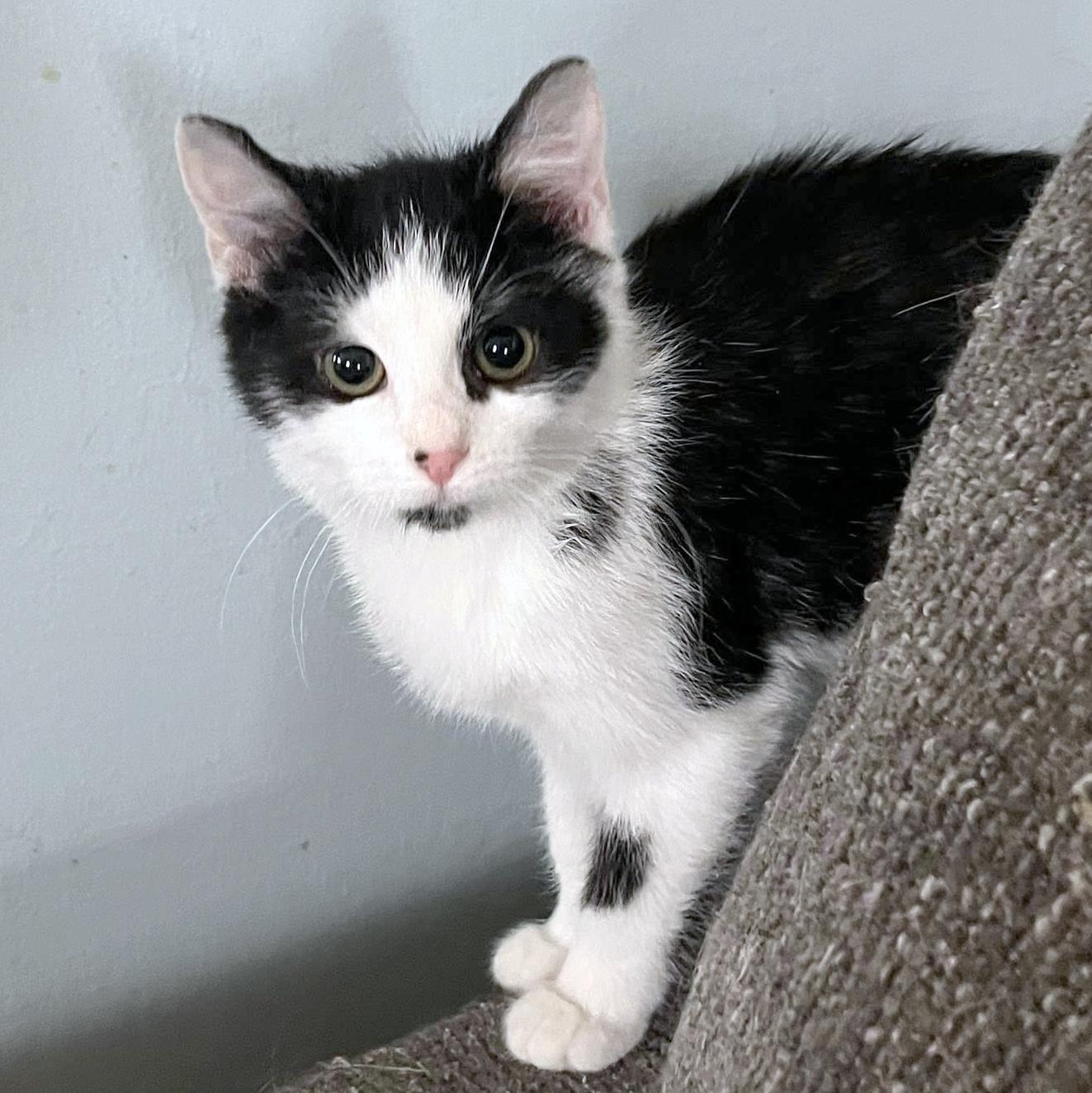 Enlarge Mattie, a ADOPTABLE Domestic Short Hair in Pittsburgh, PA image 3/6