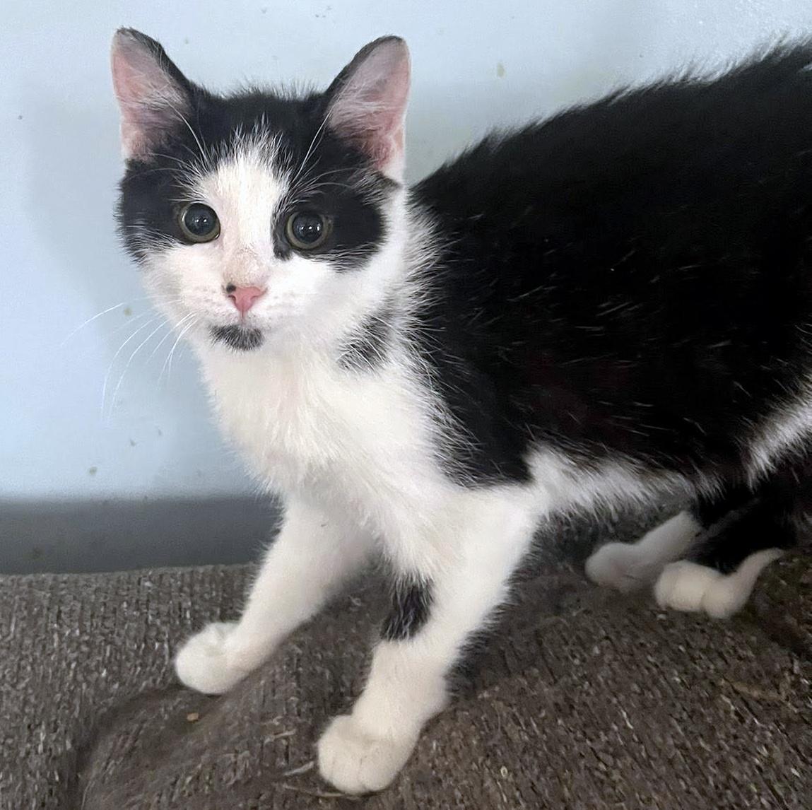 Enlarge Mattie, a ADOPTABLE Domestic Short Hair in Pittsburgh, PA image 6/6