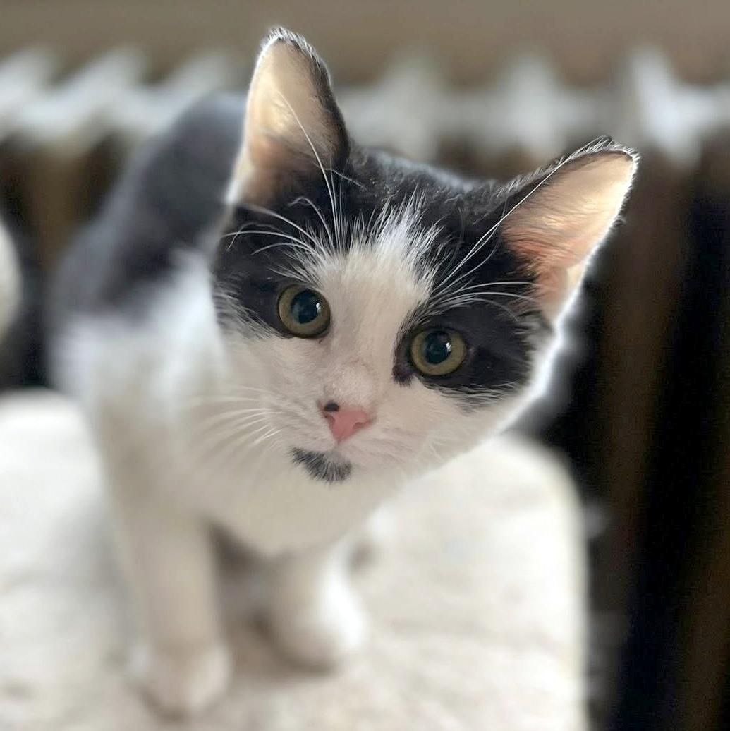 Enlarge Mattie, a ADOPTABLE Domestic Short Hair in Pittsburgh, PA image 5/6