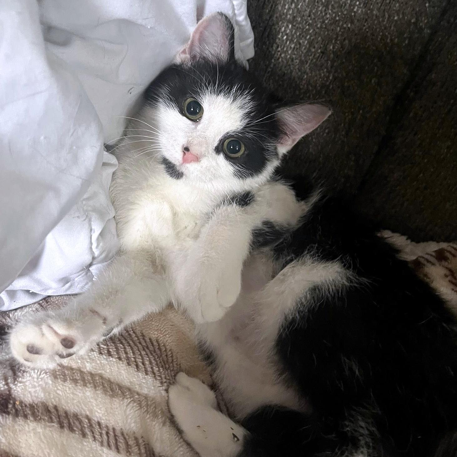 Enlarge Mattie, a ADOPTABLE Domestic Short Hair in Pittsburgh, PA image 2/6