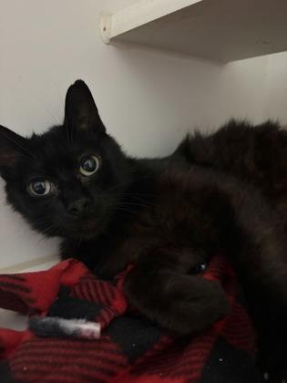 Enlarge Geo, a Adoptable mixed breed in Beatrice, NE image 1/1