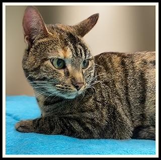 Enlarge NEZUKO, a Adoptable Domestic Short Hair in Peoria, IL image 1/1