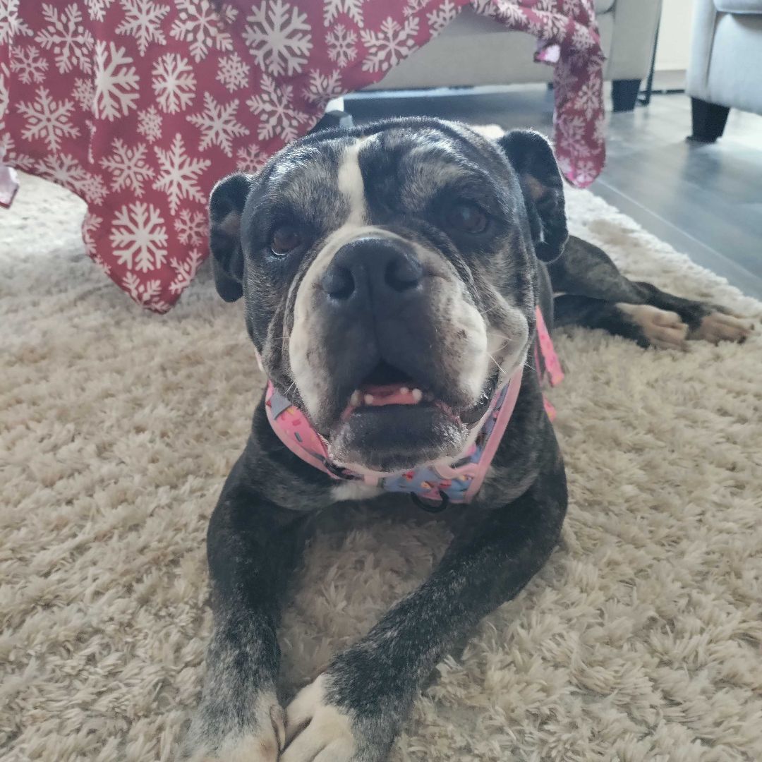 Enlarge Lucy, a Adopted mixed breed in Austin, TX image 1/6