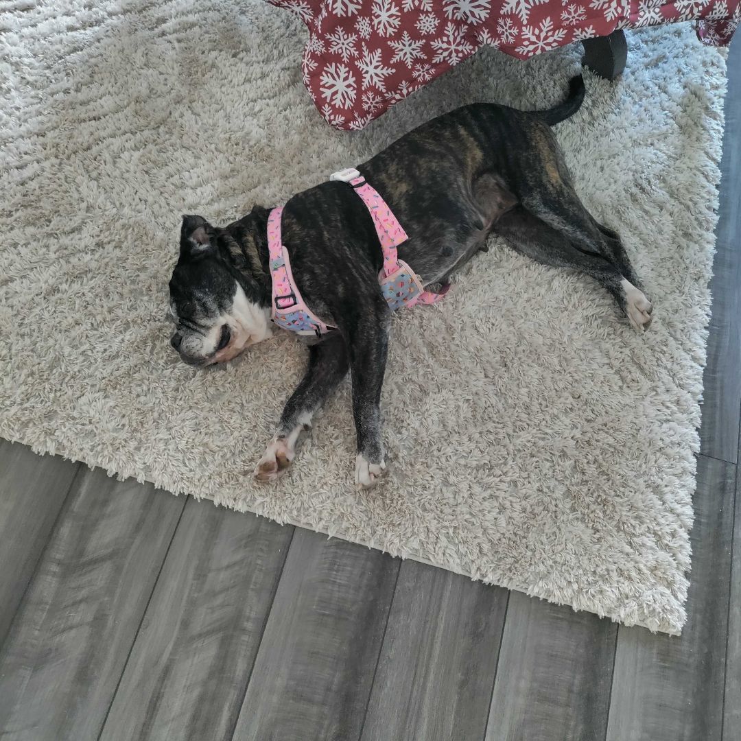 Enlarge Lucy, a Adopted mixed breed in Austin, TX image 2/6