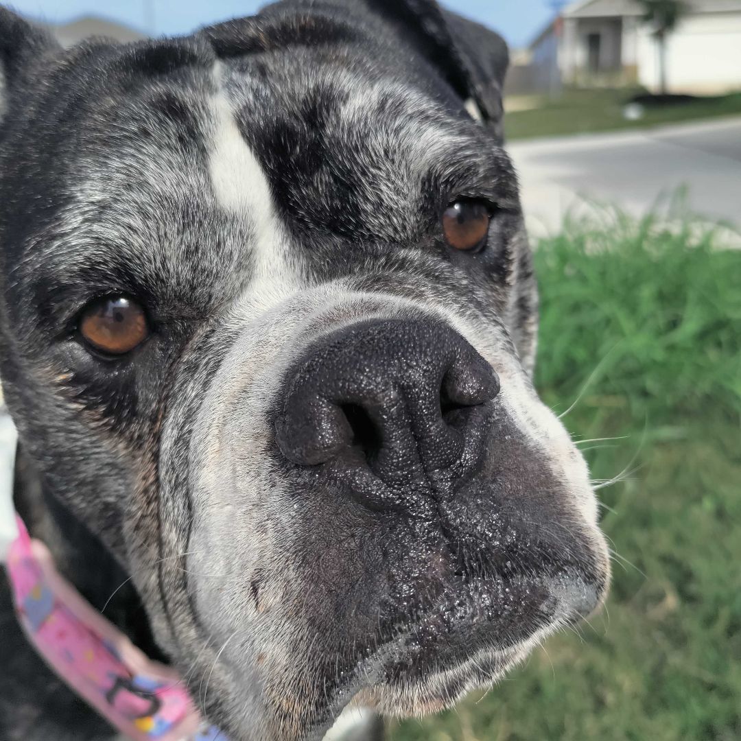 Enlarge Lucy, a Adopted mixed breed in Austin, TX image 4/6