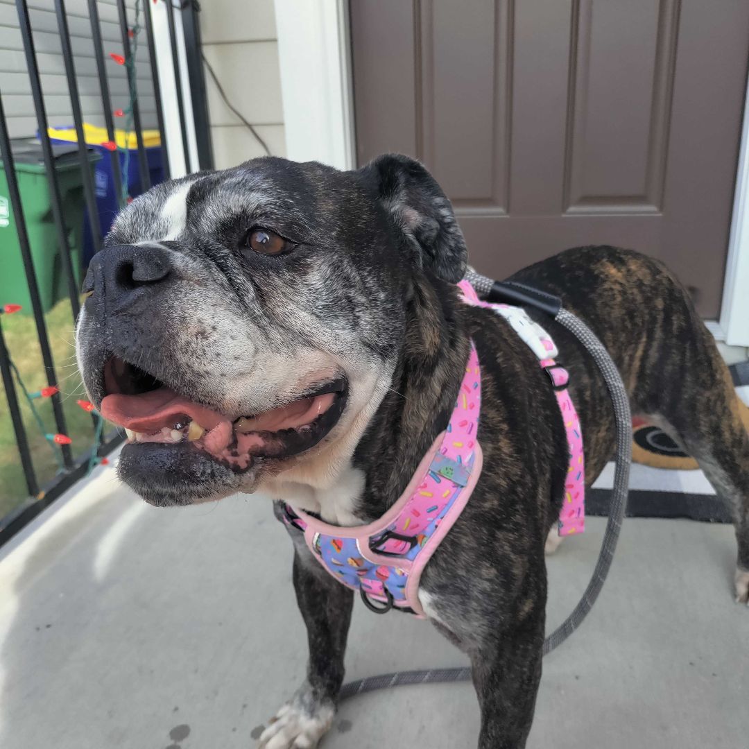 Enlarge Lucy, a Adopted mixed breed in Austin, TX image 5/6