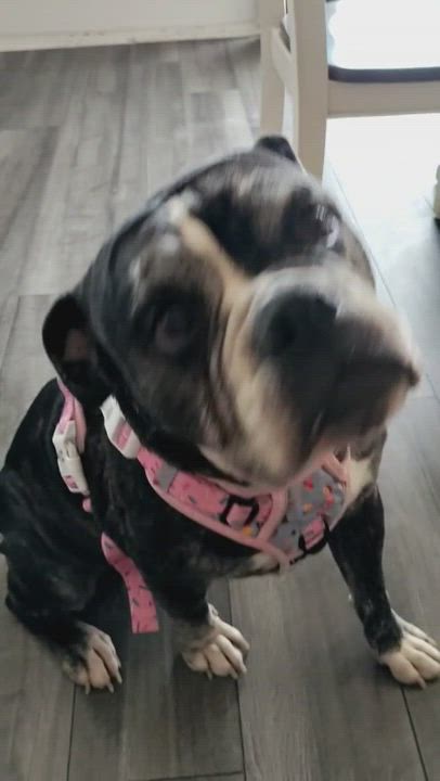 Enlarge Lucy, a Adopted mixed breed in Austin, TX video 6/6