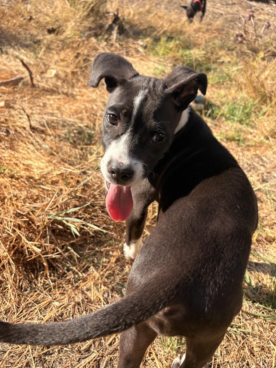 Enlarge Ariel, a Adoptable Pit Bull Terrier in Berkeley, CA image 2/6