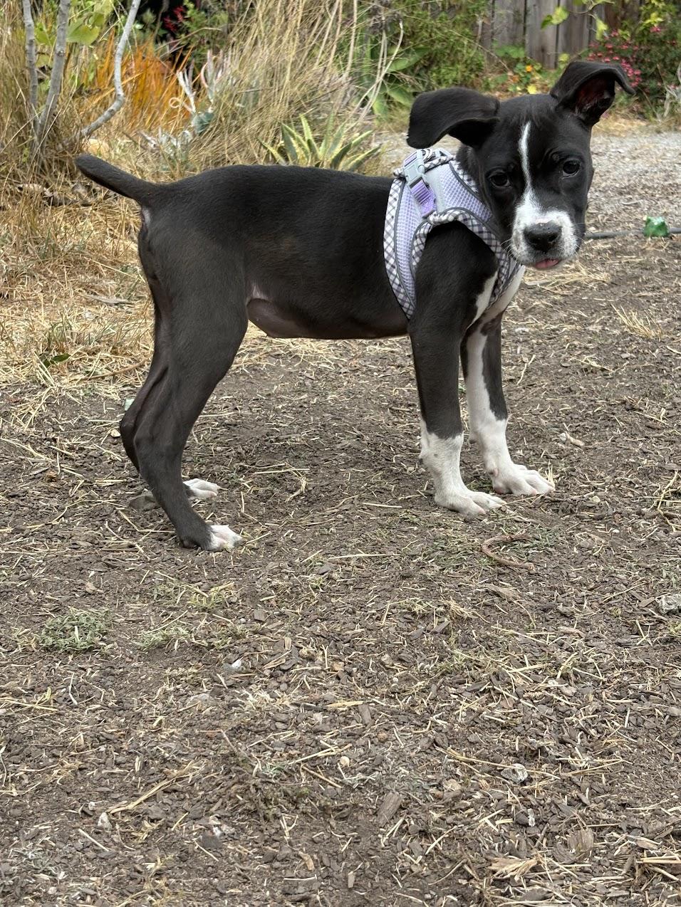 Enlarge Ariel, a Adoptable Pit Bull Terrier in Berkeley, CA image 4/6