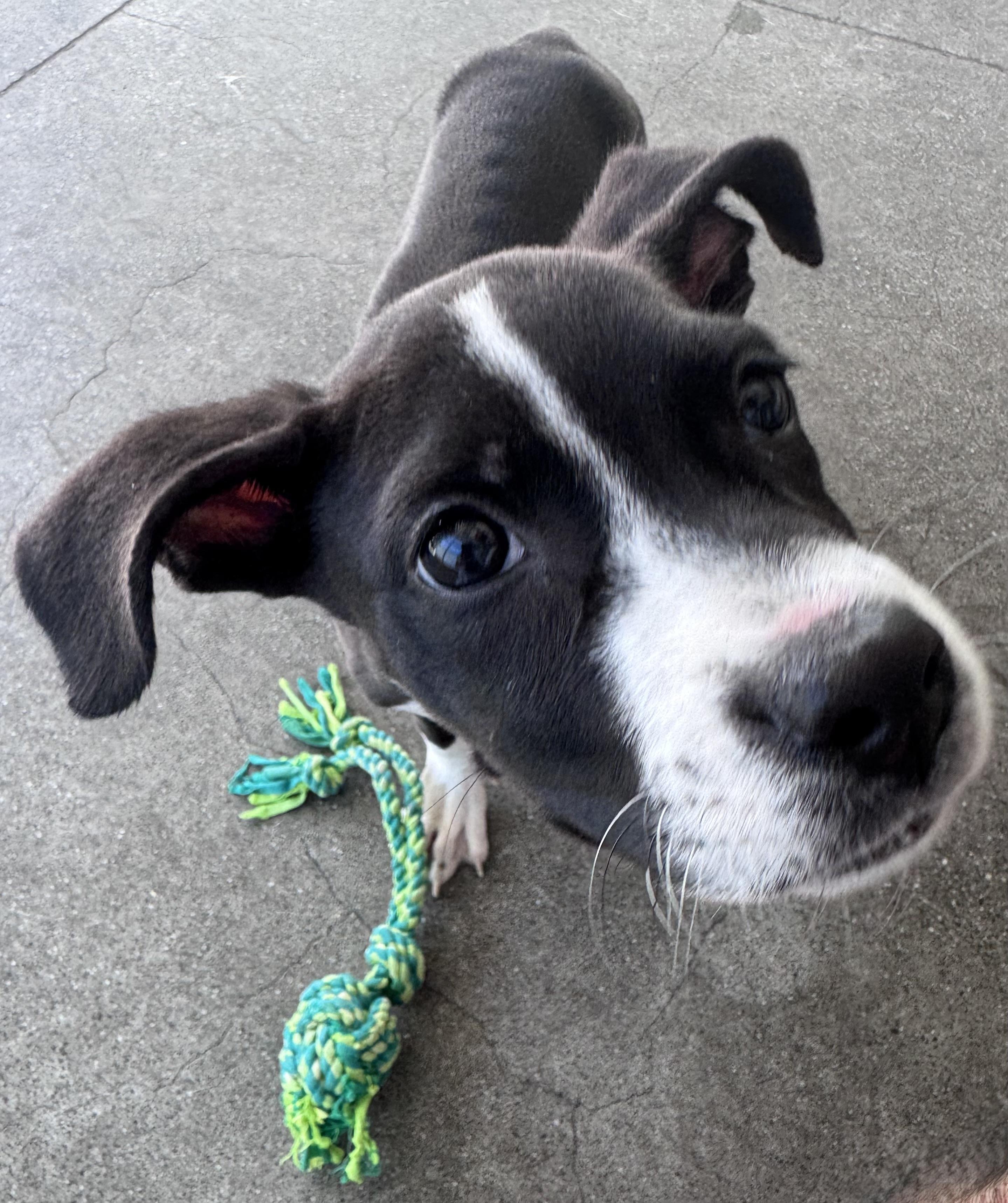 Enlarge Ariel, a Adoptable Pit Bull Terrier in Berkeley, CA image 3/6
