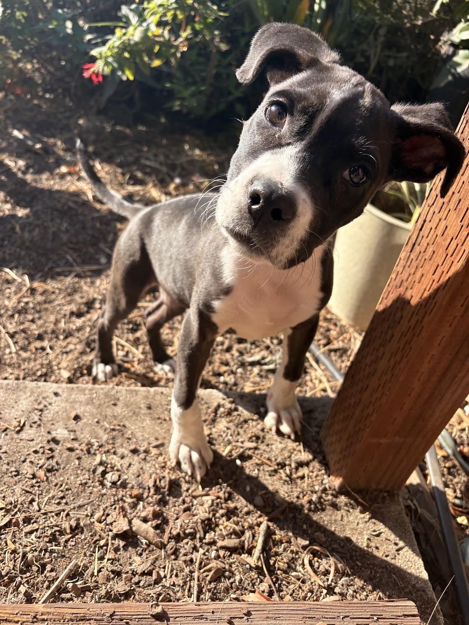 Enlarge Ariel, a Adoptable Pit Bull Terrier in Berkeley, CA image 5/6