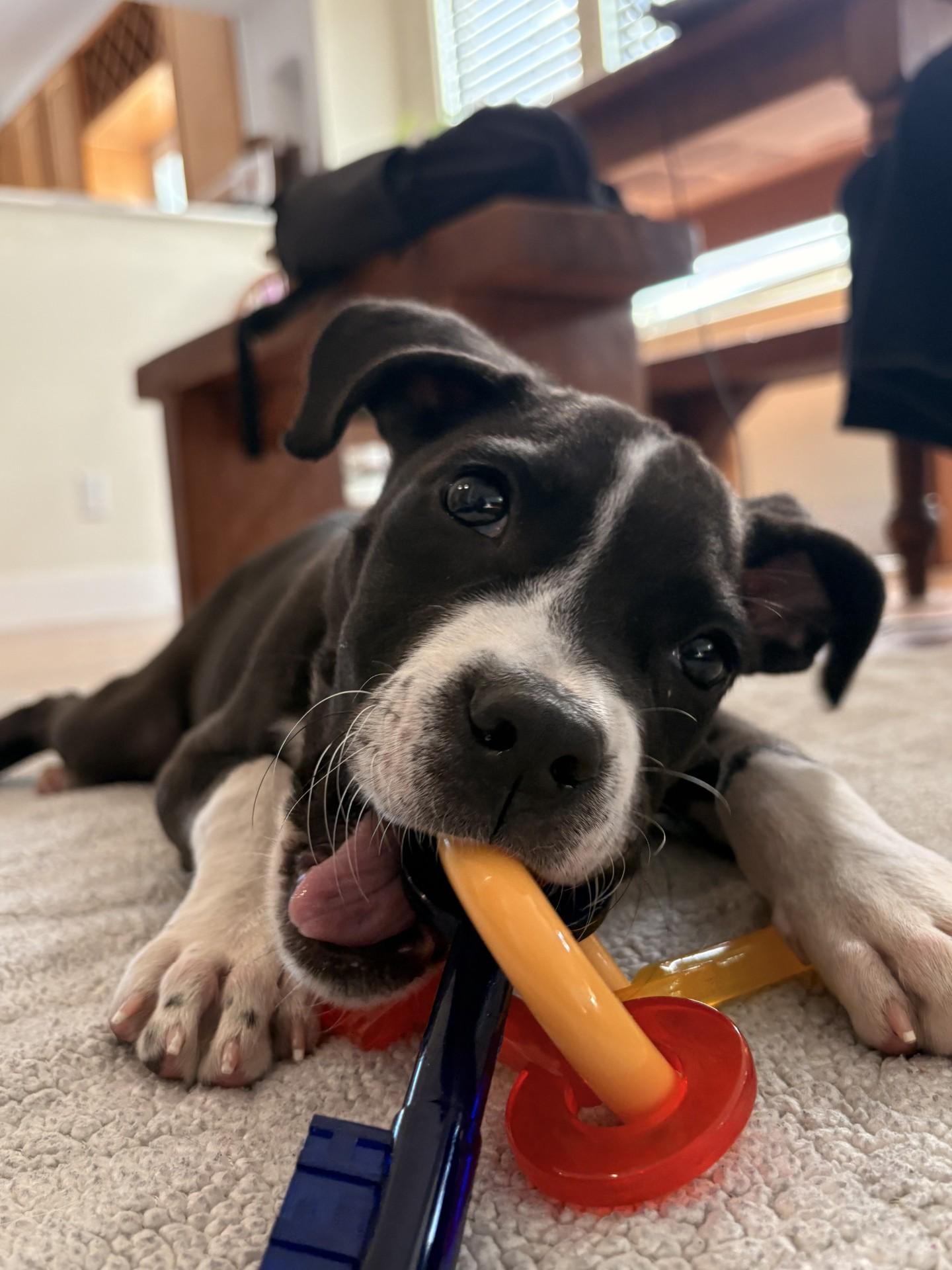 Enlarge Ariel, a Adoptable Pit Bull Terrier in Berkeley, CA image 1/6
