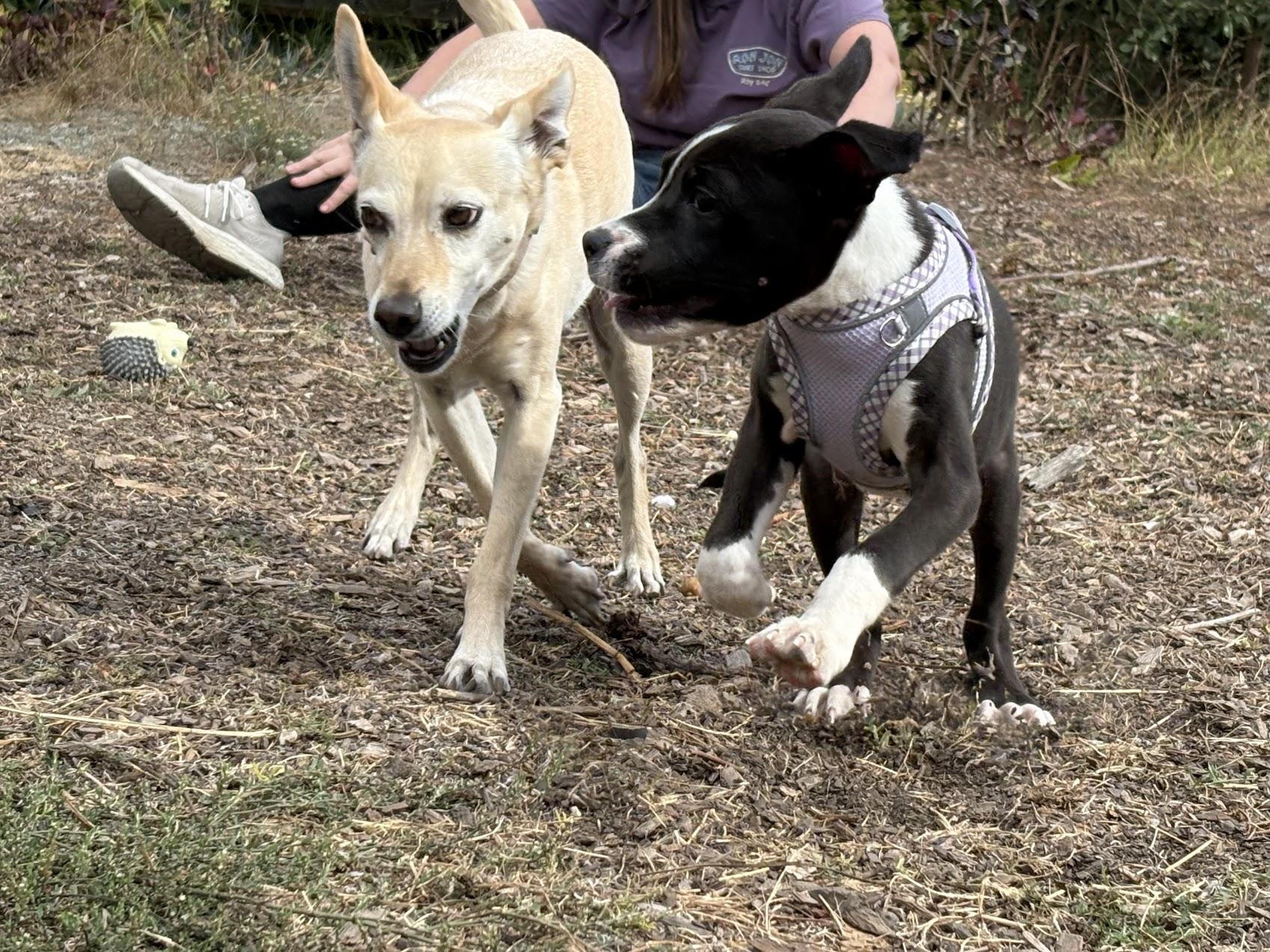Enlarge Ariel, a Adoptable Pit Bull Terrier in Berkeley, CA image 6/6