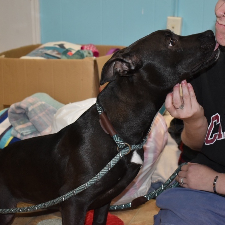 Enlarge Georgia, a Adoptable Black Labrador Retriever in Milledgeville, GA image 3/5
