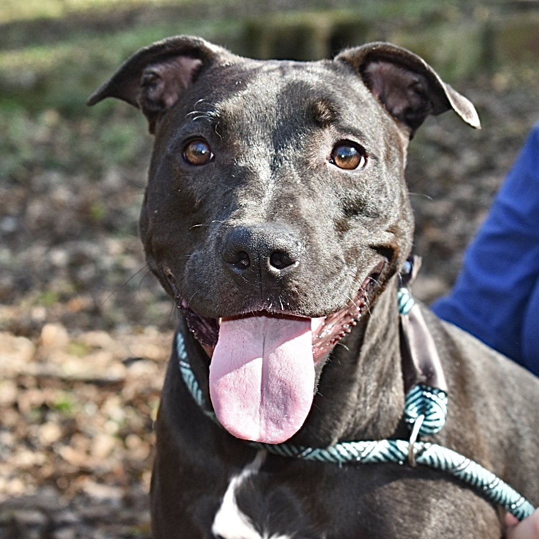 Enlarge Georgia, a Adoptable Black Labrador Retriever in Milledgeville, GA image 1/5