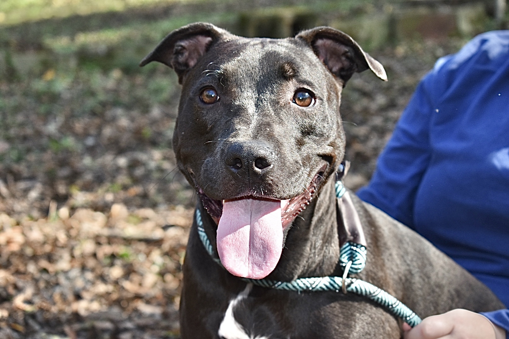 Georgia, a Adoptable Black Labrador Retriever in Milledgeville, GA image 1/6