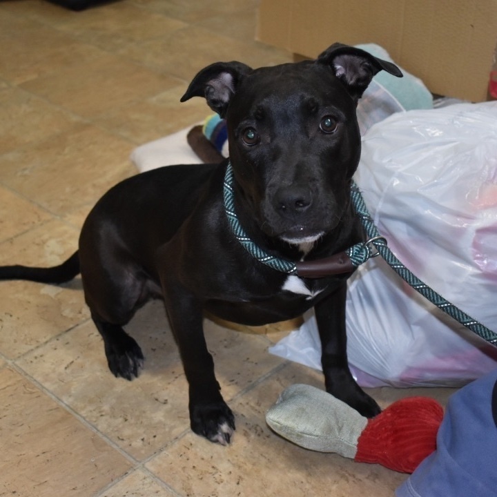 Enlarge Georgia, a Adoptable Black Labrador Retriever in Milledgeville, GA image 4/5