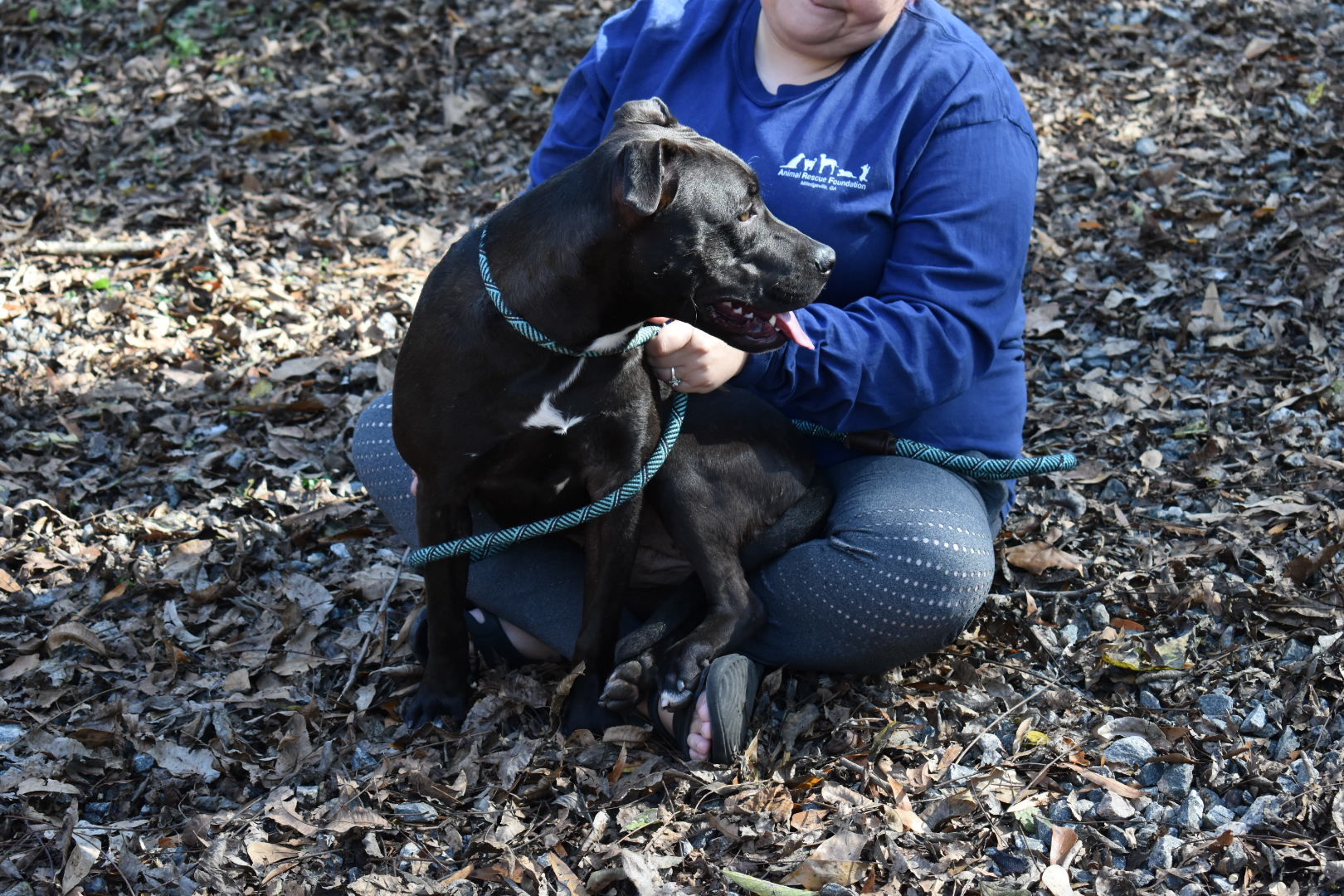 Georgia, a Adoptable Black Labrador Retriever in Milledgeville, GA image 4/6