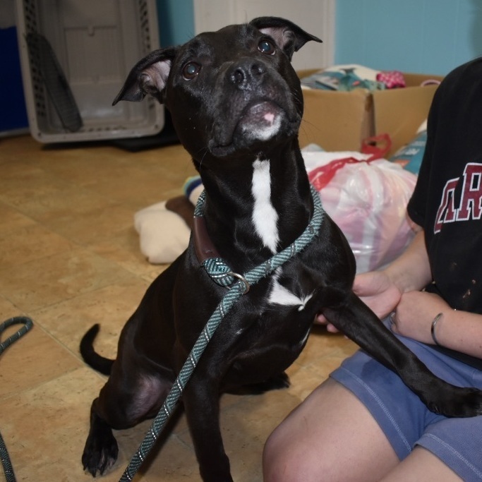 Georgia, a Adoptable Black Labrador Retriever in Milledgeville, GA image 5/6