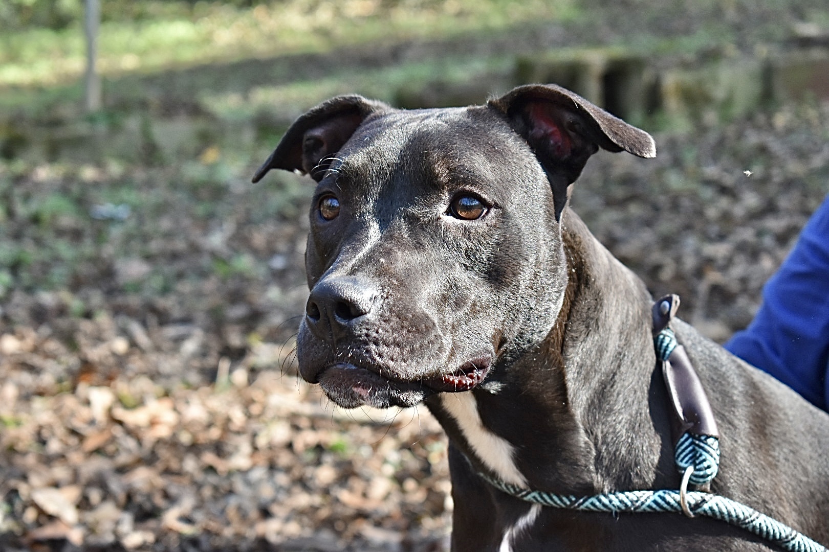 Georgia, a Adoptable Black Labrador Retriever in Milledgeville, GA image 6/6