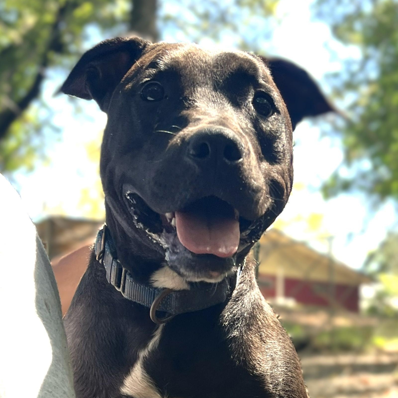 Enlarge Georgia, a Adoptable Black Labrador Retriever in Milledgeville, GA image 2/5