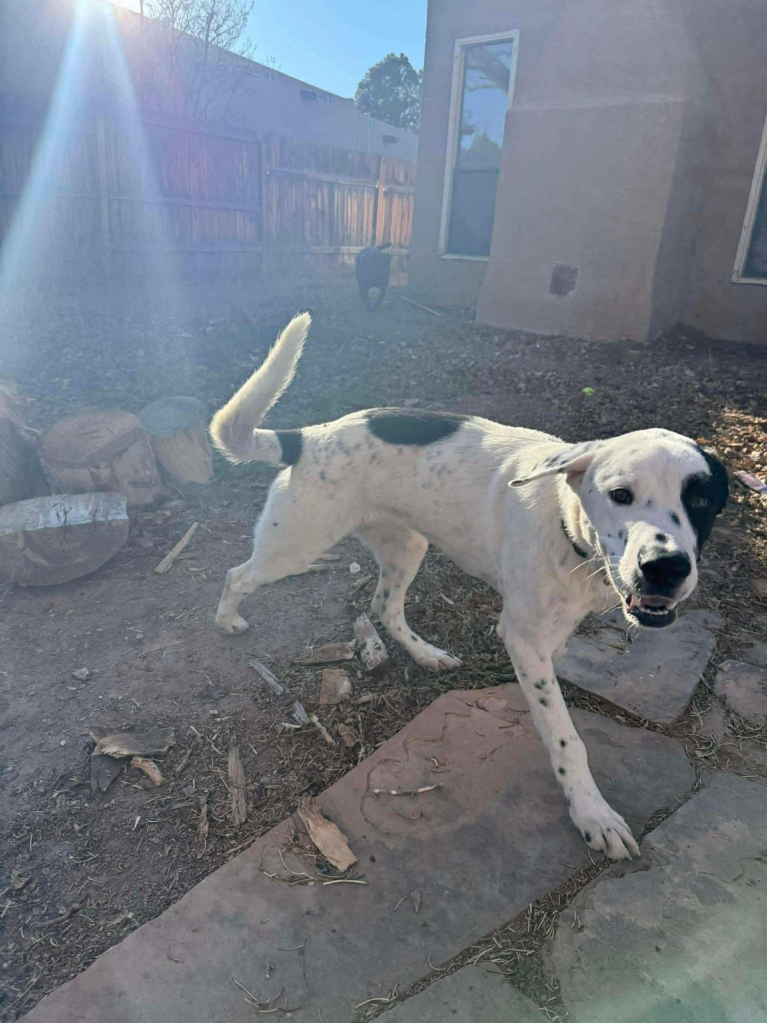Enlarge Edison, a ADOPTABLE mixed breed in Estes Park, CO image 2/2